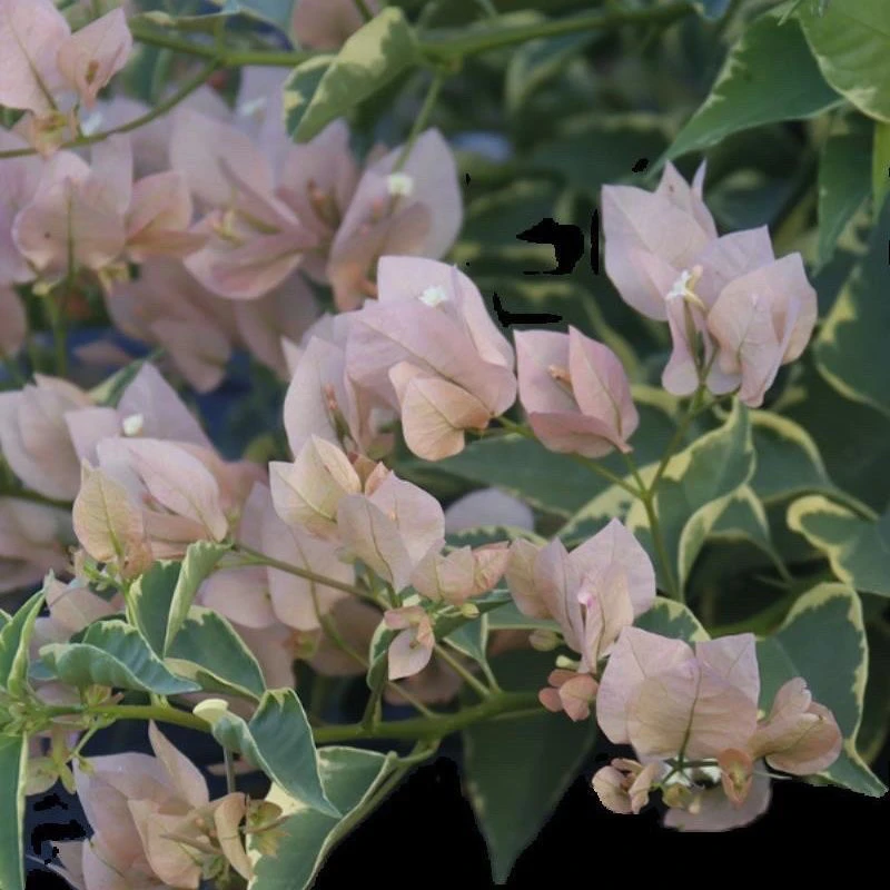 三角梅 勤花品种四季开花阳台庭院花卉绿植 掉花掉叶不售后