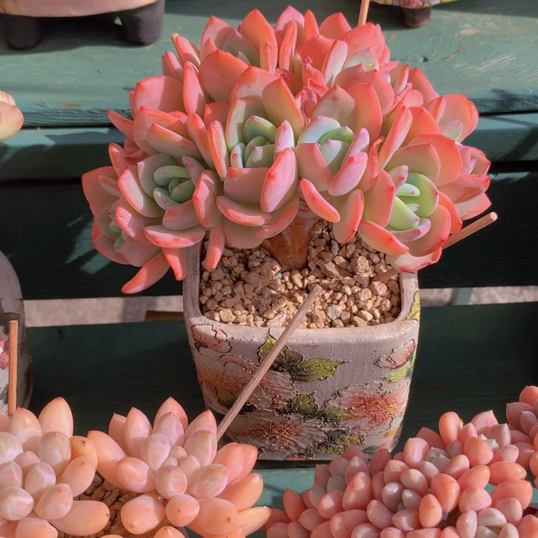 白月光朵朵无砍自然群