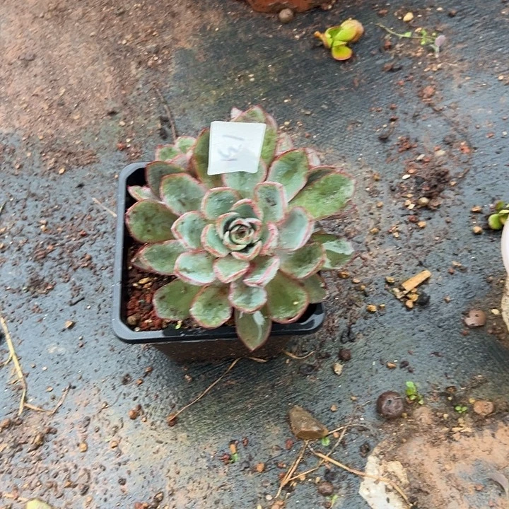 平****多肉植物实物直播实物131