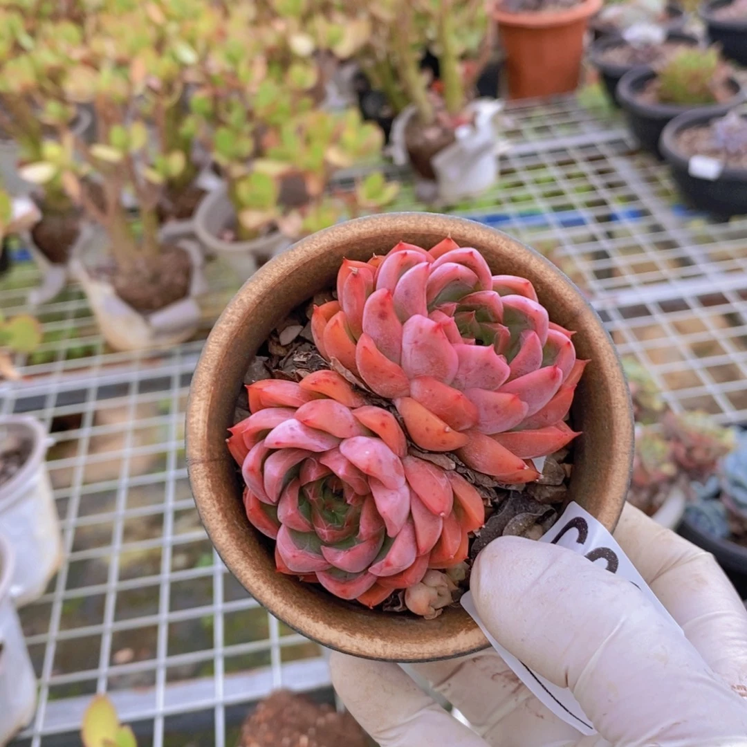 689不知名一物一拍