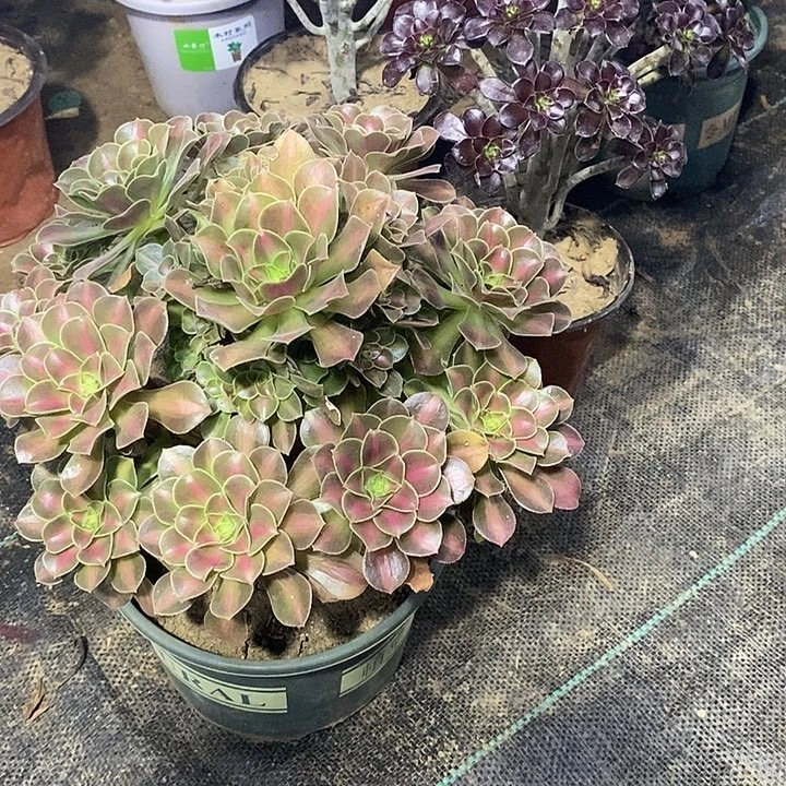 13，粉女中斑13567888899