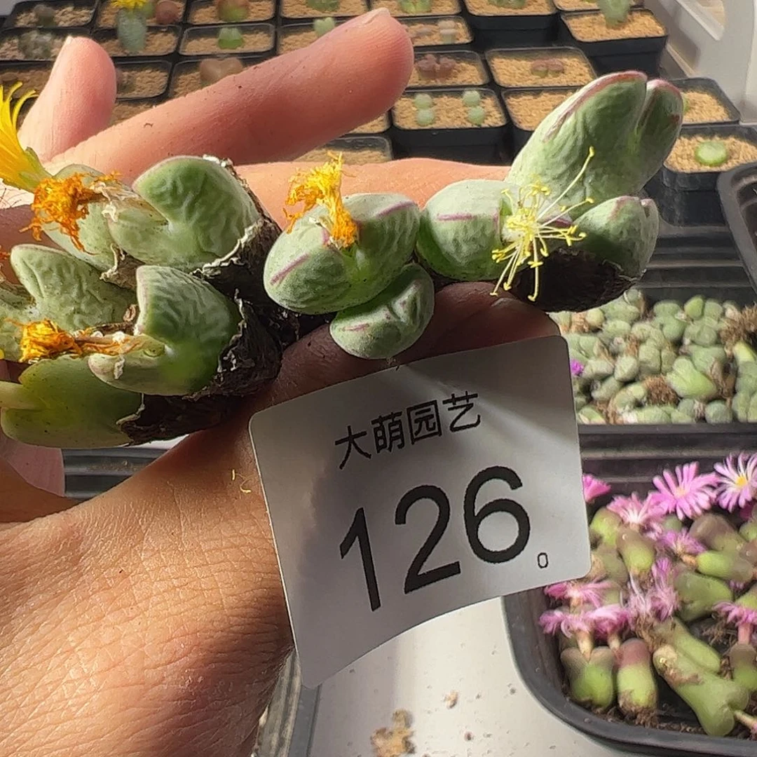 一物一拍。         126