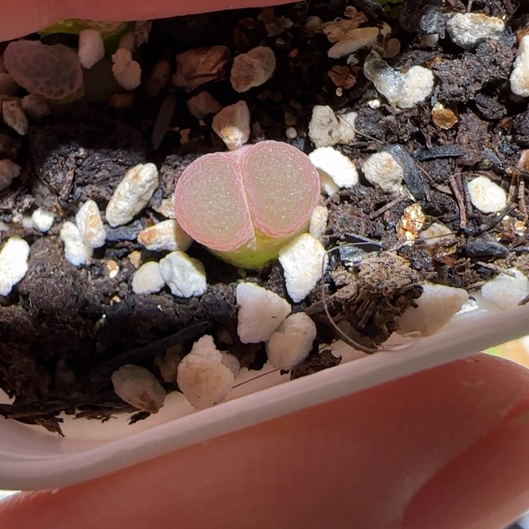肉锥多肉植物百科-粉樱106