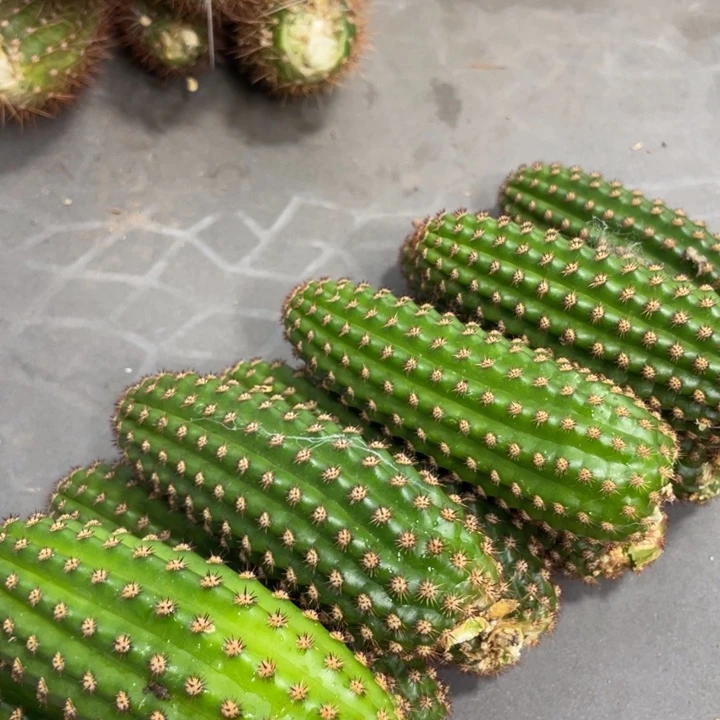 进口金妞金1侧芽一个