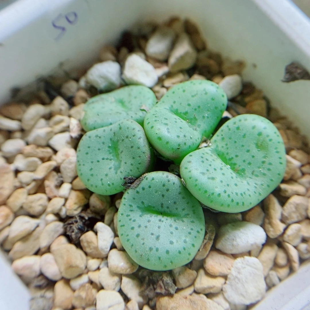 生石花花花花花415