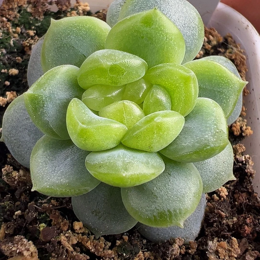 P76甜心。
