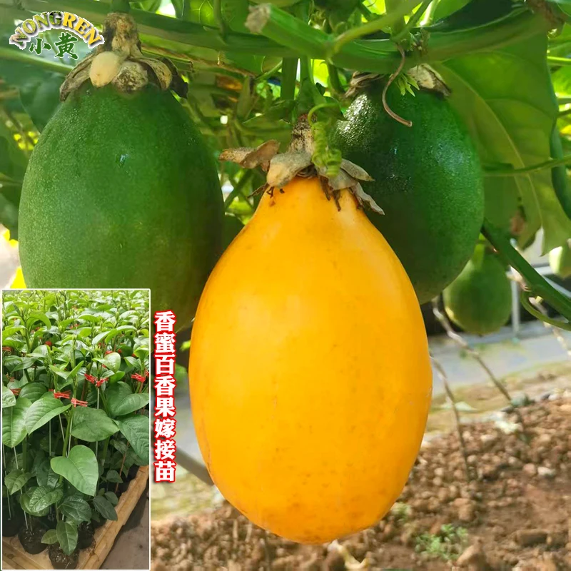 大果香蜜百香果嫁接苗四季结果阳台庭院南方盆栽地栽种植当年结果