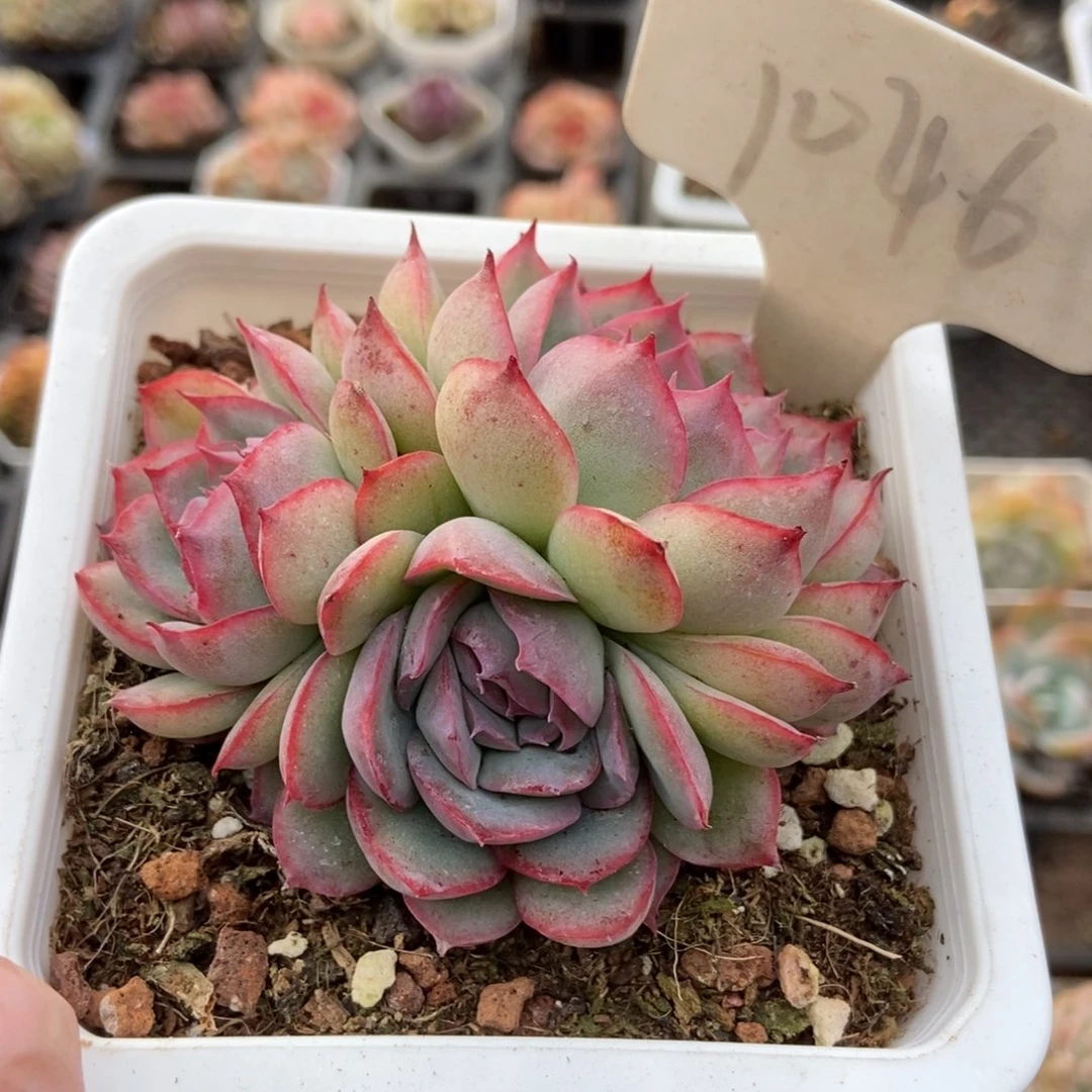 1046侧影多肉植物保护