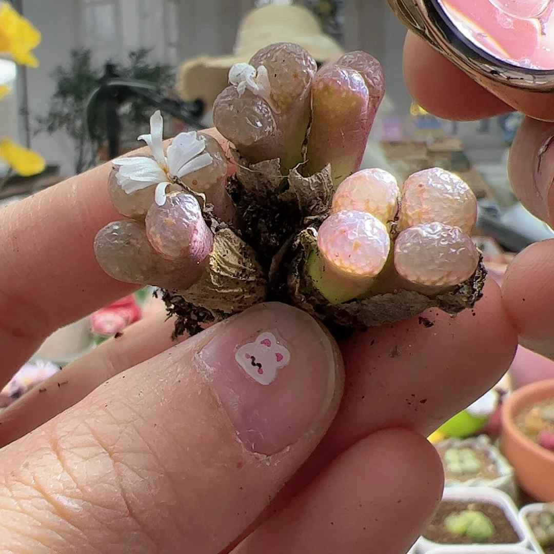 【闪购商品】180 福利泡泡