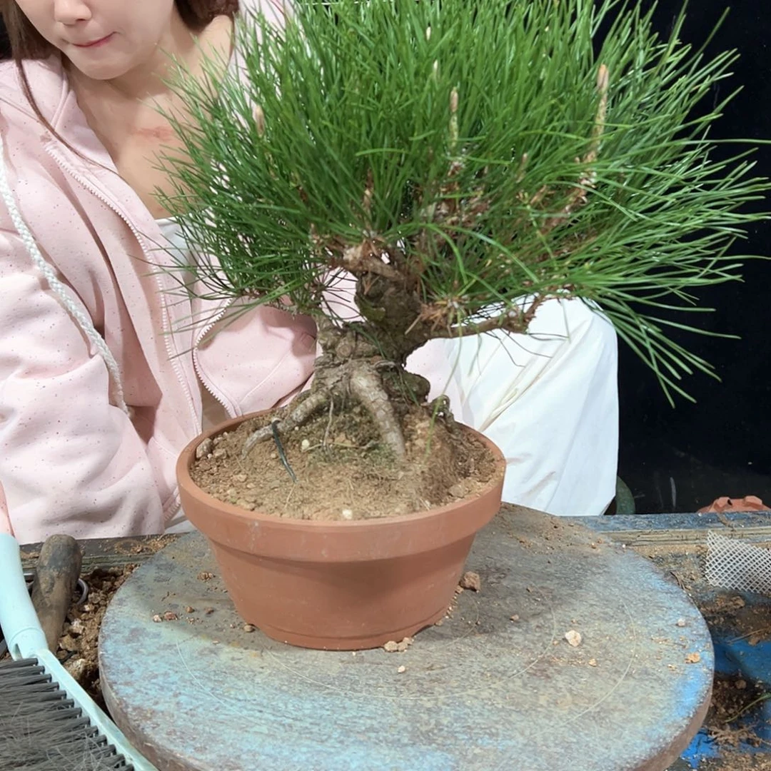 无花朵黑松老盆口老桩