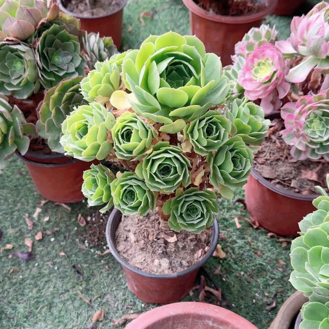 无花朵绿羊绒中号