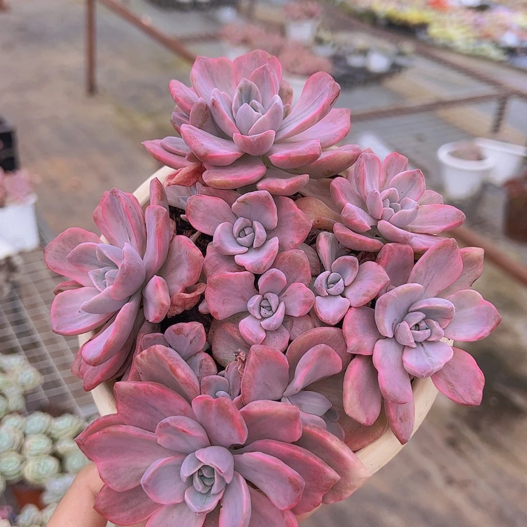 理查德夫人多头群精品大盆