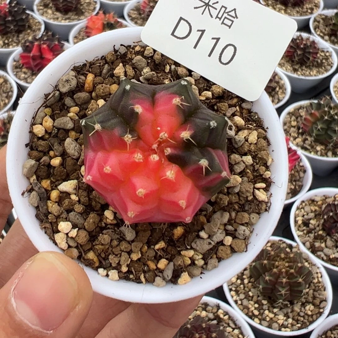 110 好看的米哈冲冲冲