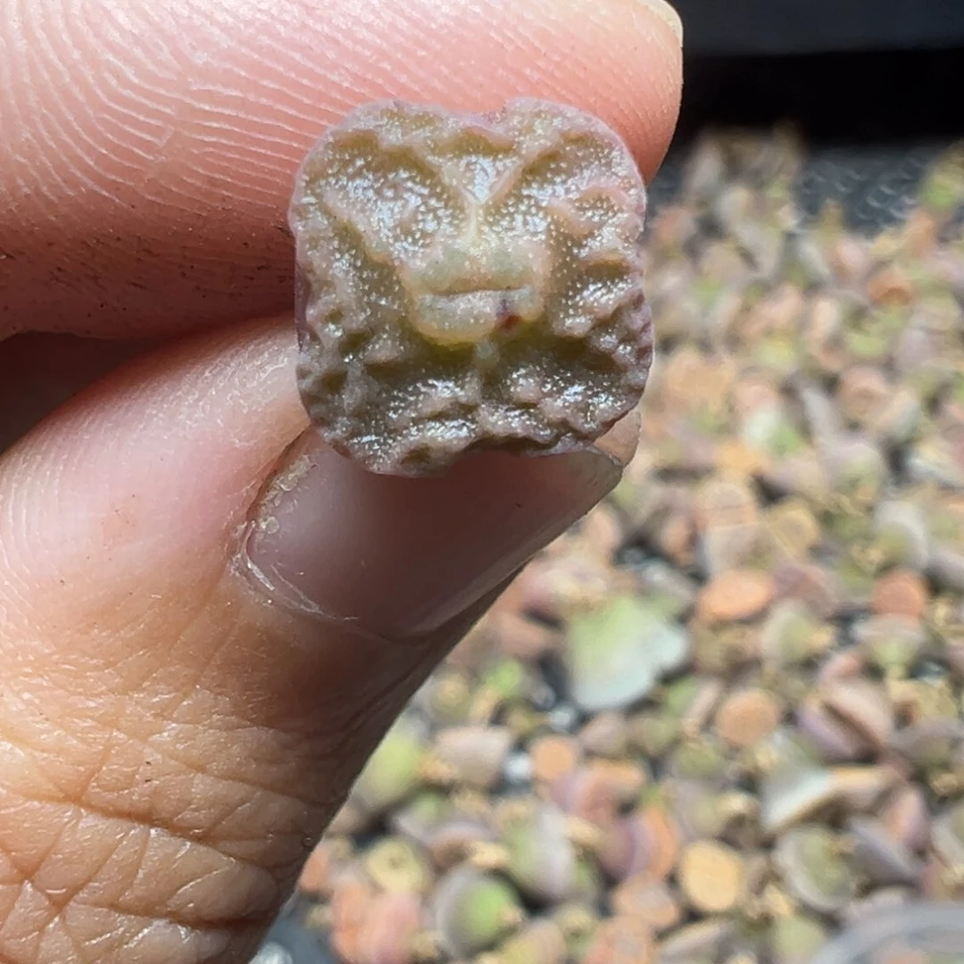 【闪购商品】757……