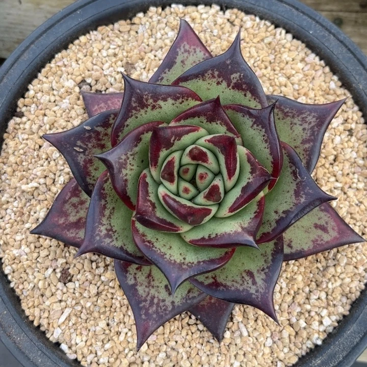 长睫毛发色好看1111111