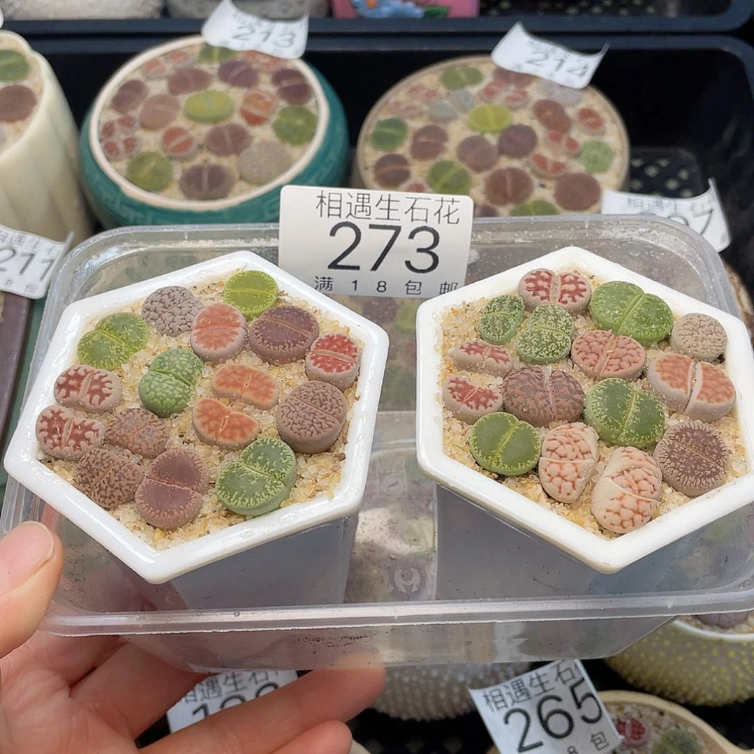 相遇开播福利273