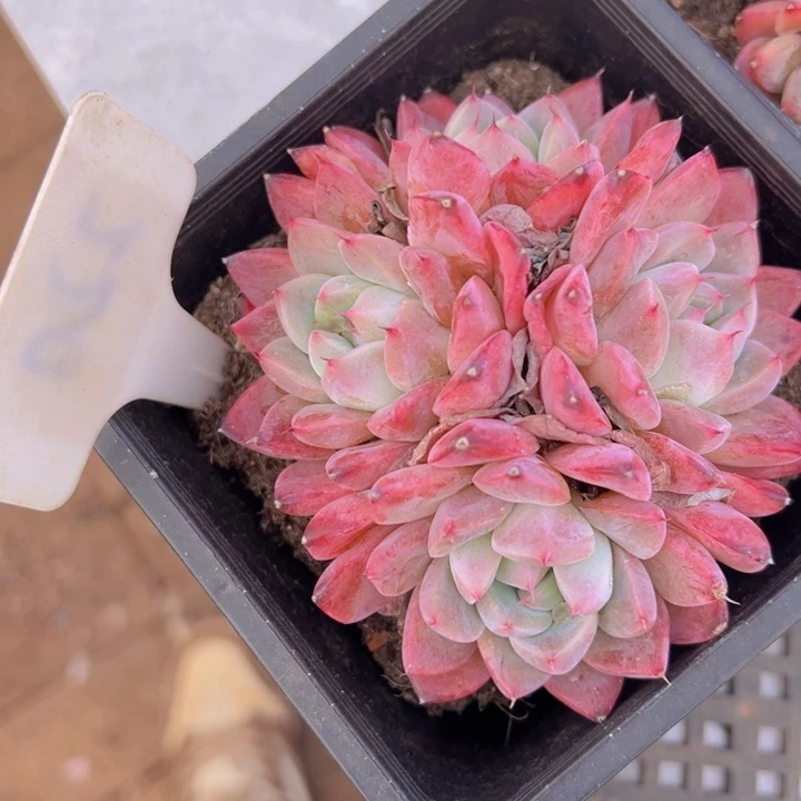 健健康康平平安安