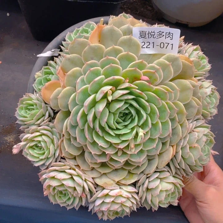 夏悦多肉 0221-71昂斯诺