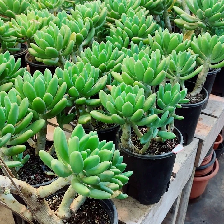 金蝉老桩下播福利保4头起发