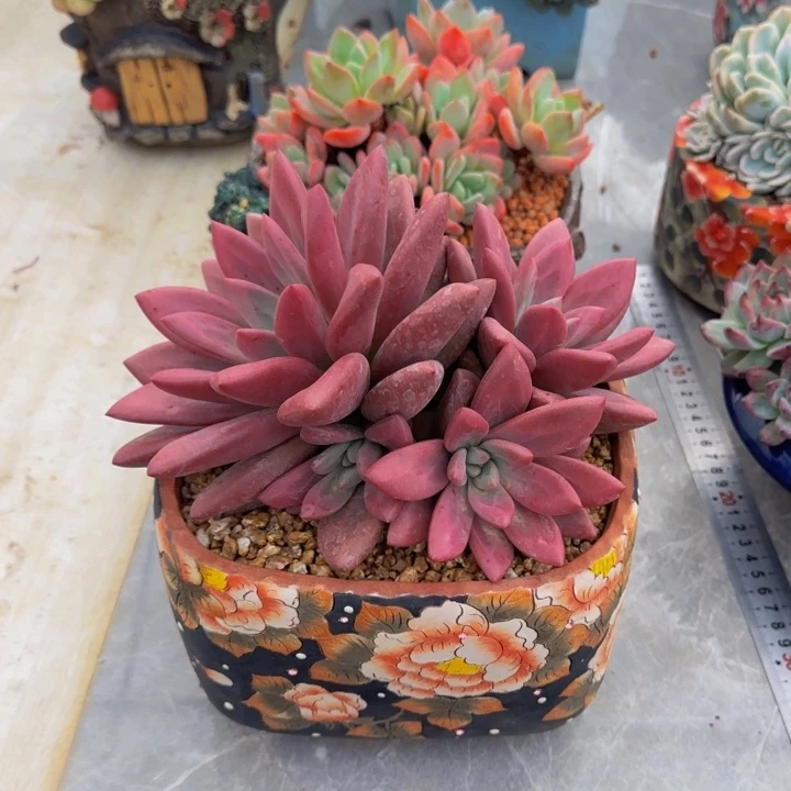 知音1254563885！！！