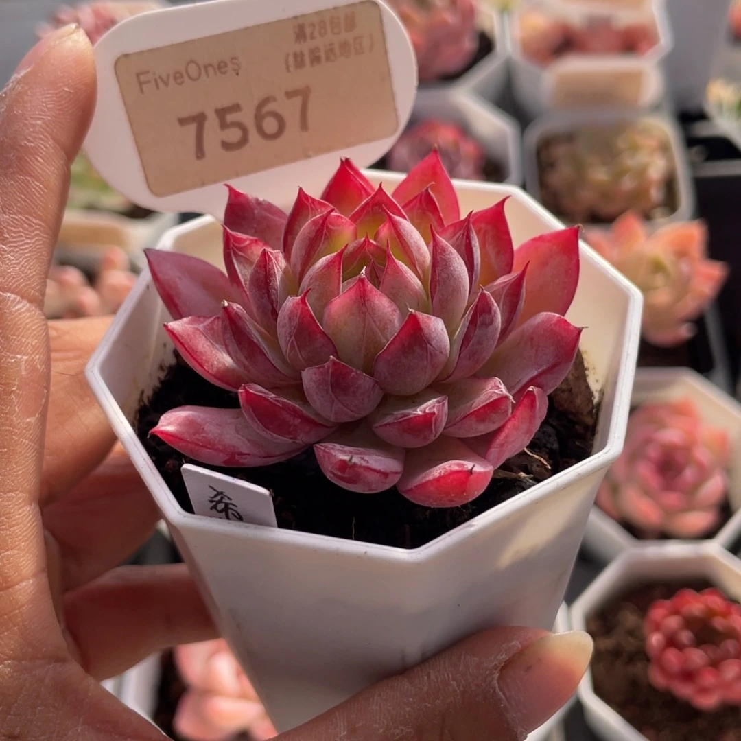 L***G西西里7567-6.0厘米