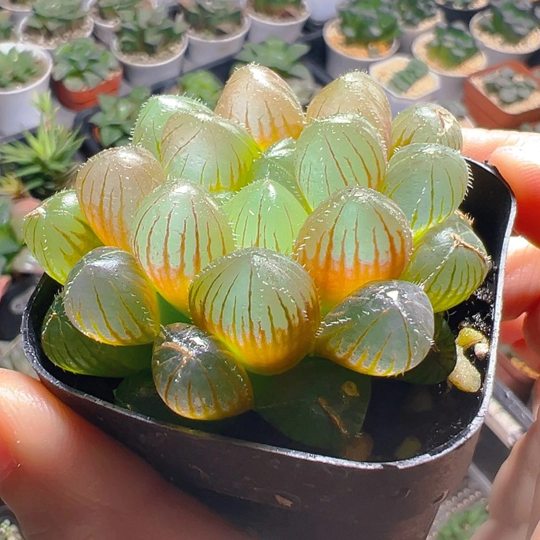 洛神玉露多肉多肉好美