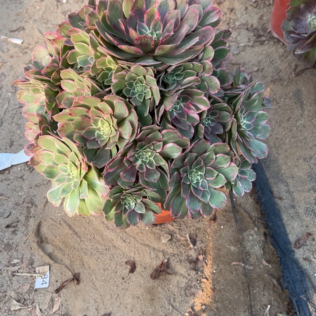 457孔雀翎多肉植物法师多肉