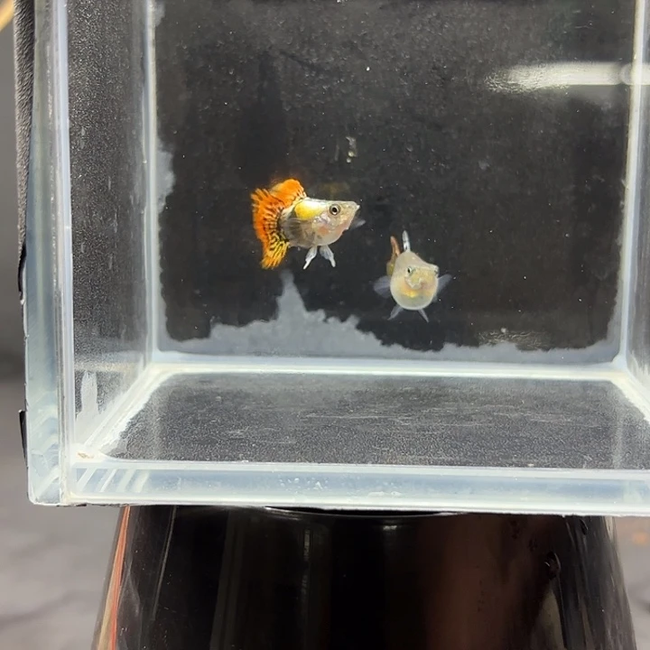 孔雀鱼红龙球一对
