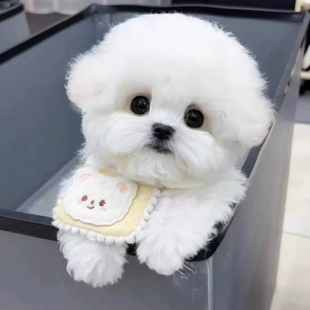 柚子比熊博美 全国发货 DD吉林省