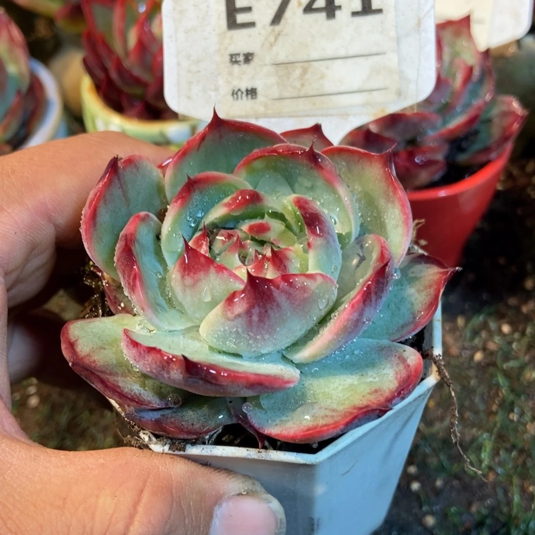 惊鸿一瞥741号楼