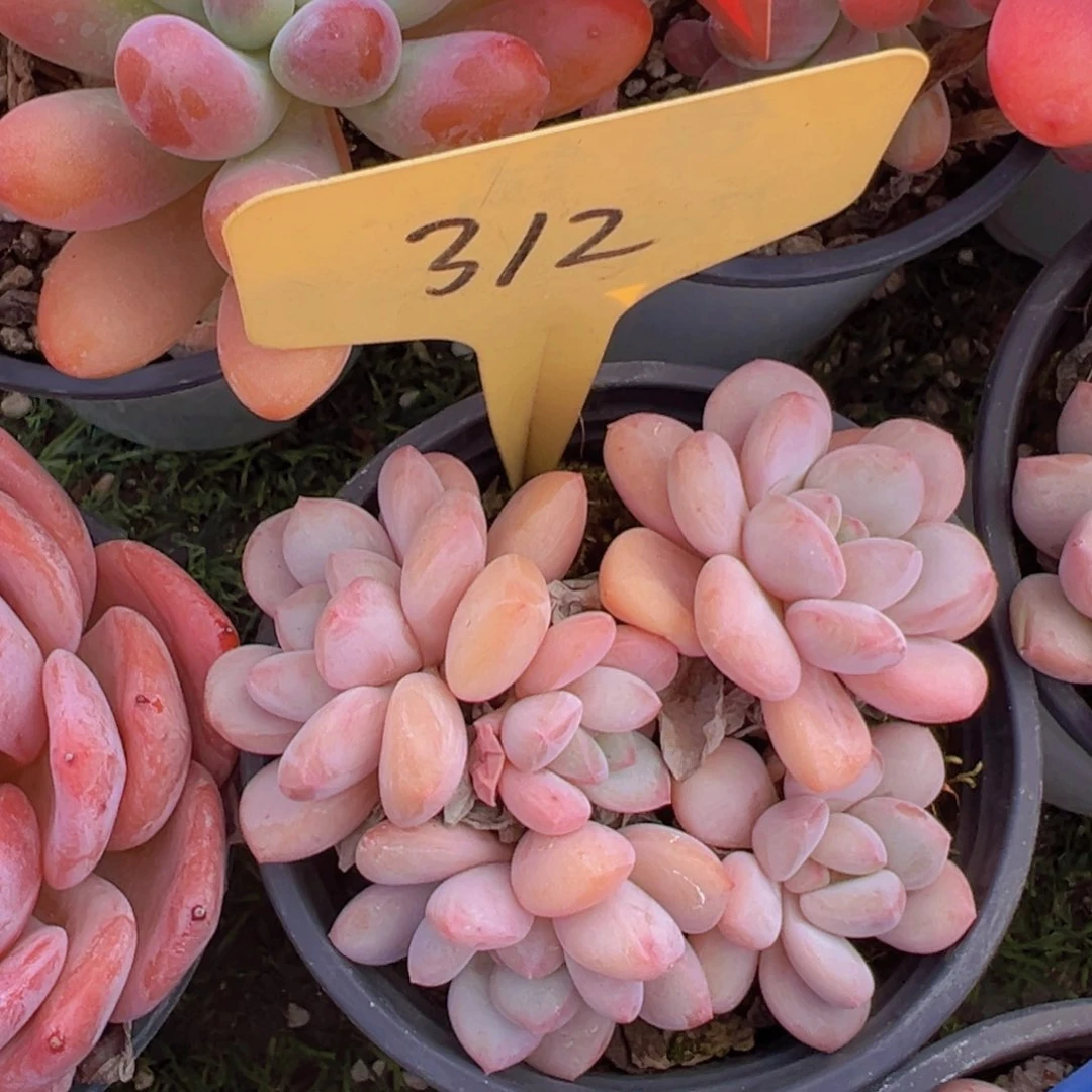 香玉的故事是一个人的故事吗