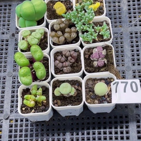 770 肉缀一堆一物一图如图