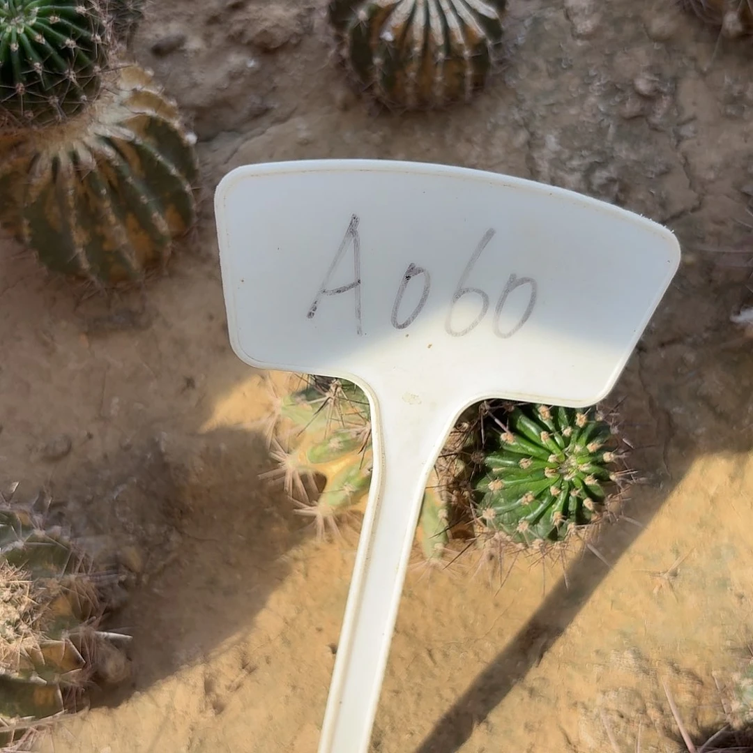 王***娜A060,一路莲花侧牙两颗