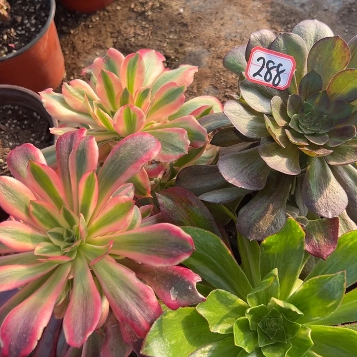 多肉植物288不售后