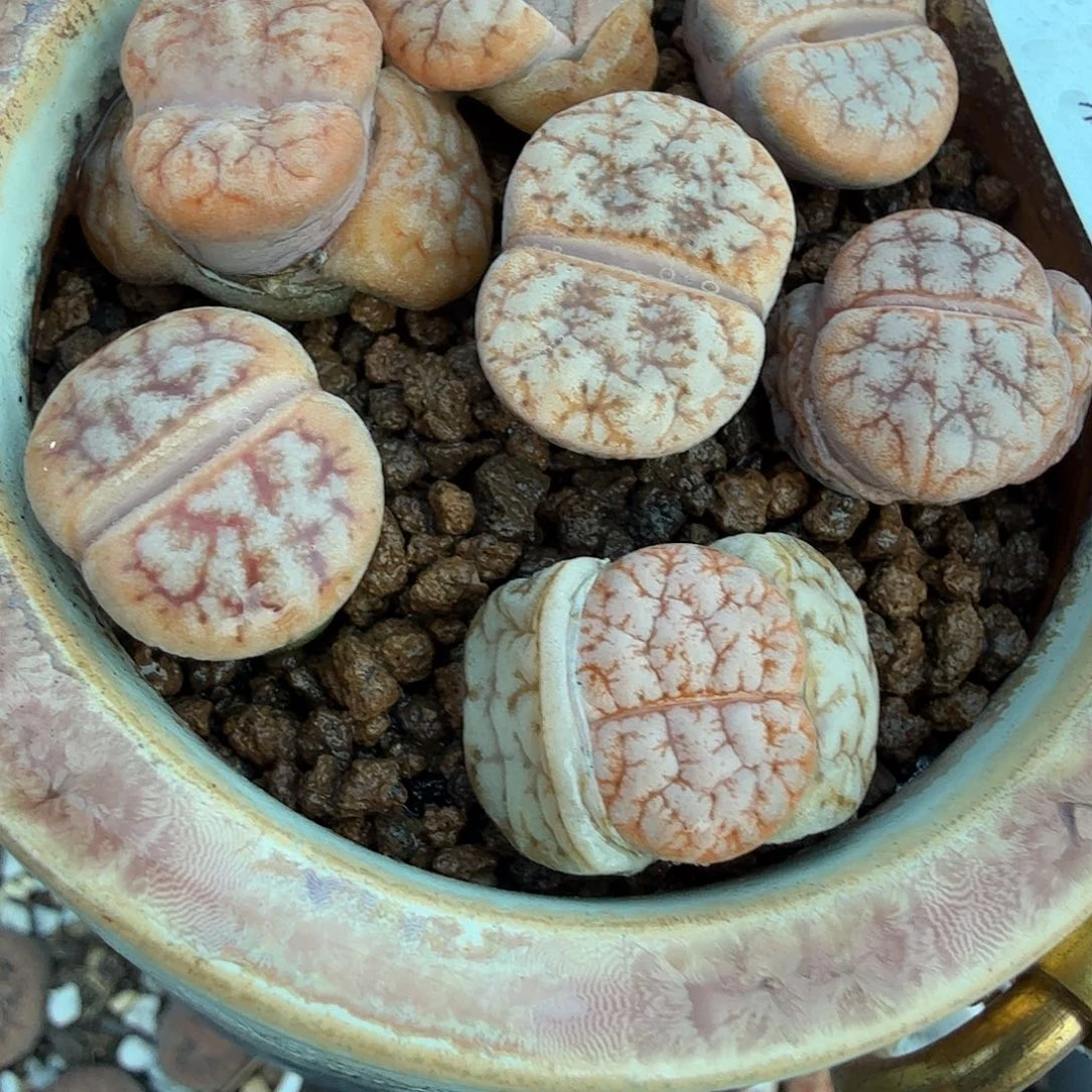 好看我好羡慕你们这一对姐弟196这个