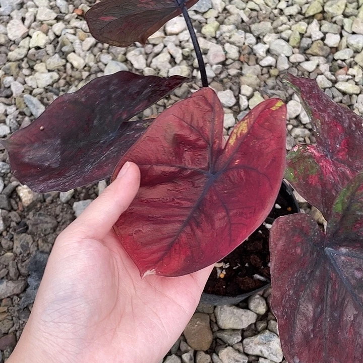 无花朵红魔养定发货