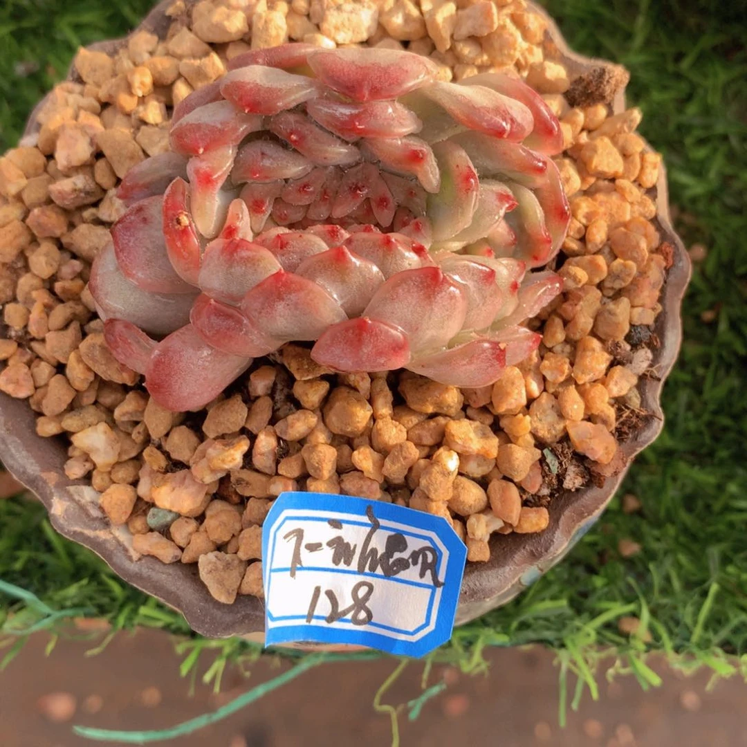 下***见下一站遇见红色恋人缀7 公分一物一拍