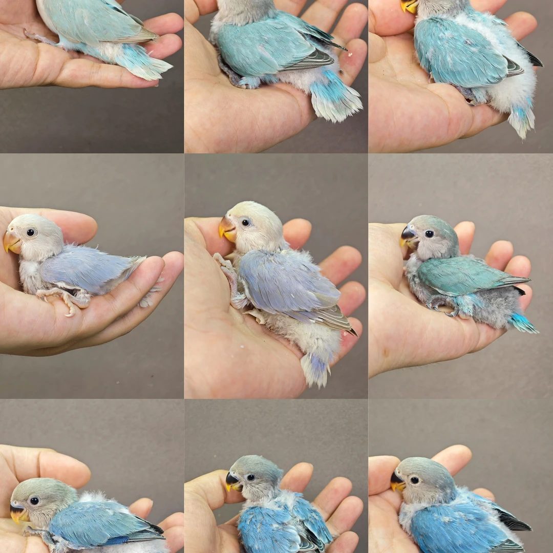 手养半毛牡丹鹦鹉宠物鸟活体爱情鸟