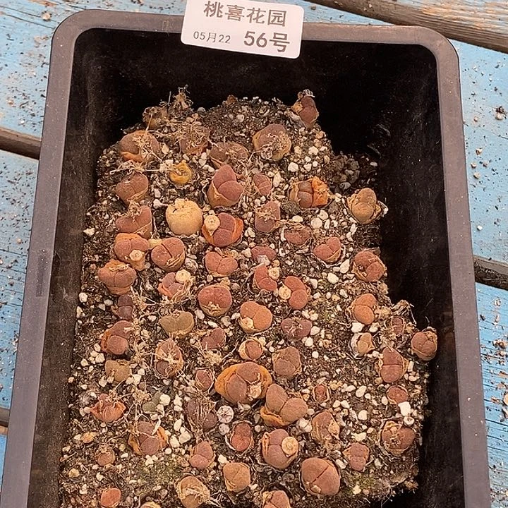 桃喜花园0522-56风铃