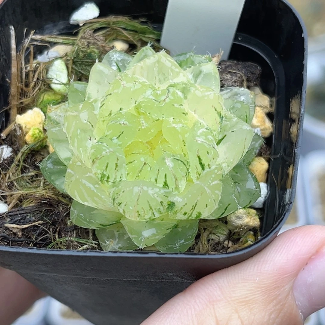 96翠云锦福利专场