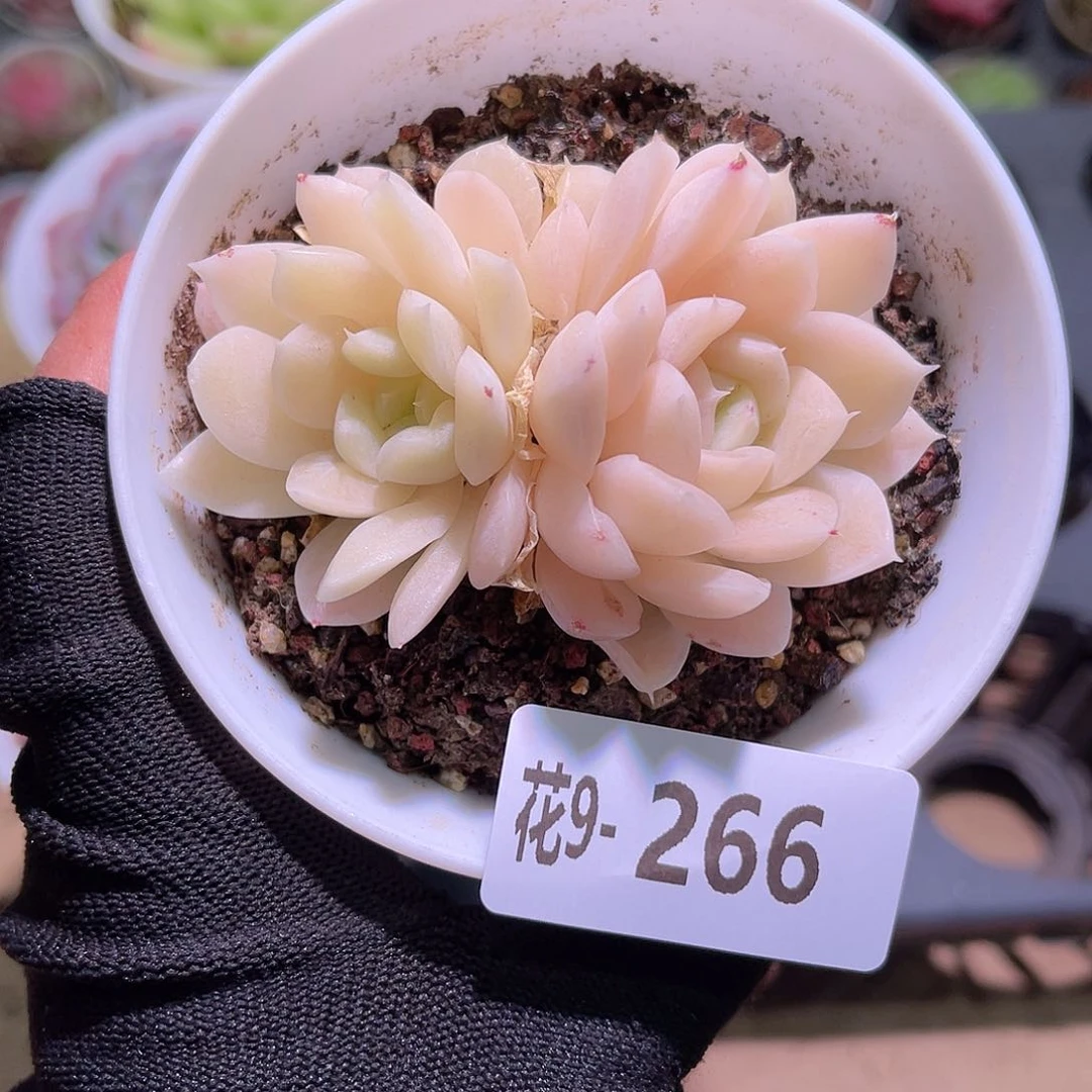 花09-266白冰雪双头