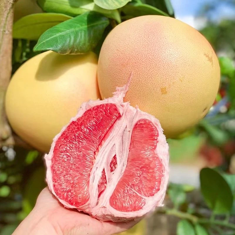 福建平和红心蜜柚老树头茬鲜果皮薄鲜嫩多汁现摘现发