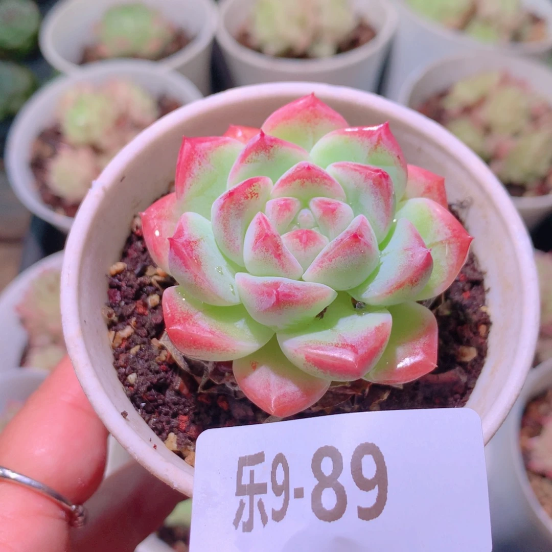 乐然9-89 新品单头