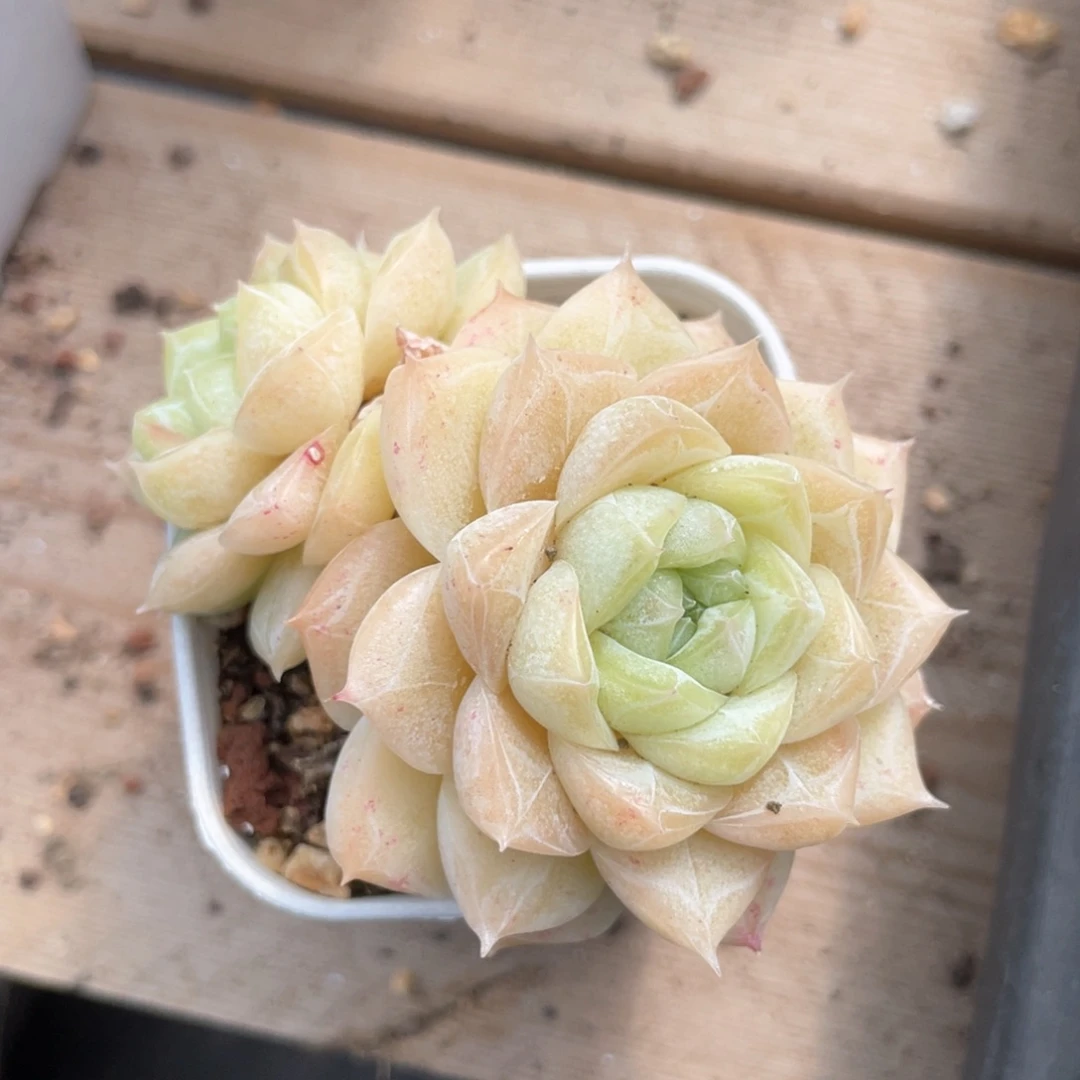 优选奶油蛋糕656