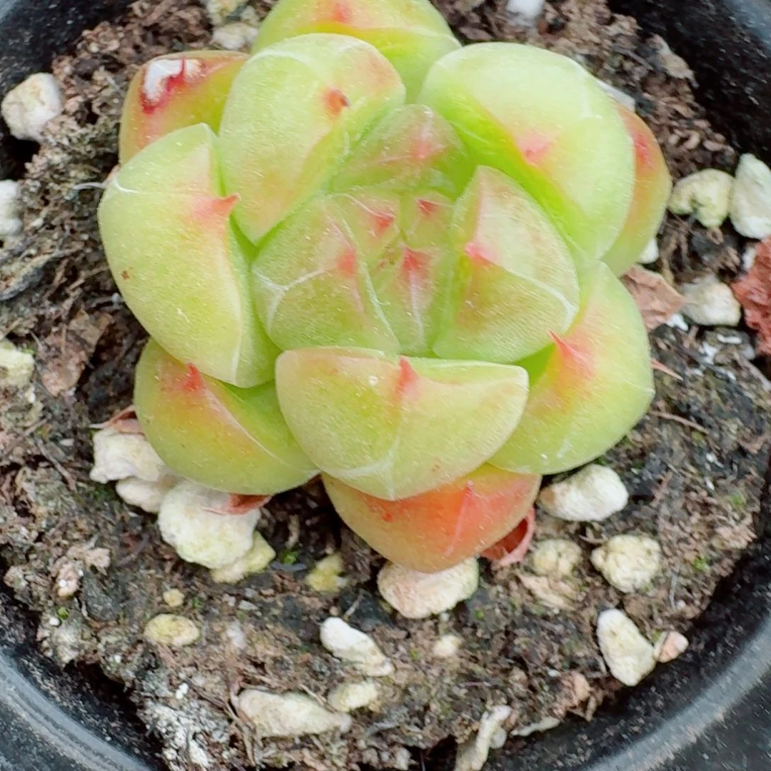 多肉杂交一物一拍29-14