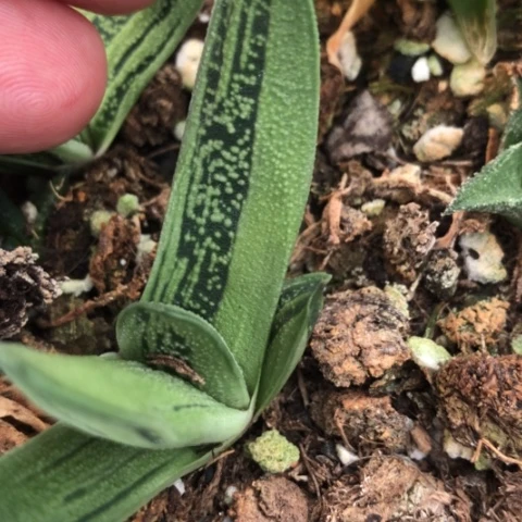 旋转蜗牛花锦蜗牛