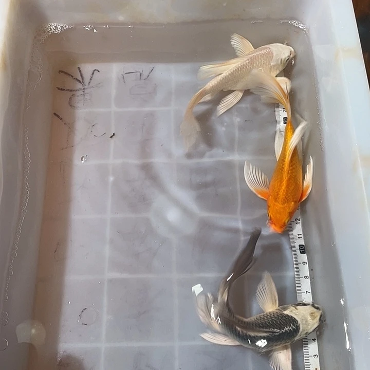 蝴蝶鲤鱼渔场直发118