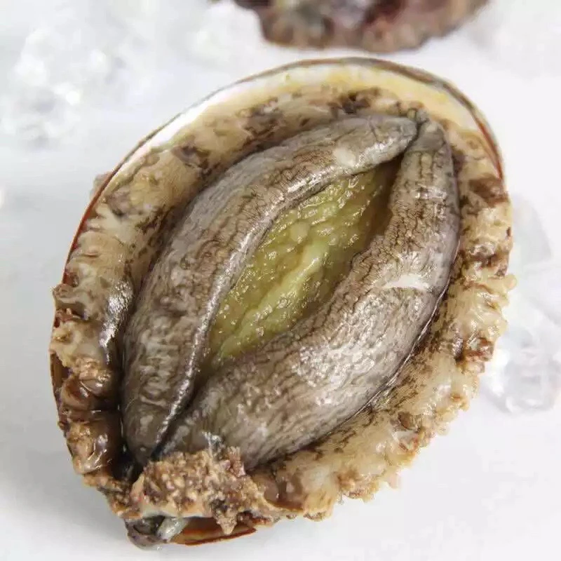 鲜活鲍鱼8头/一个装