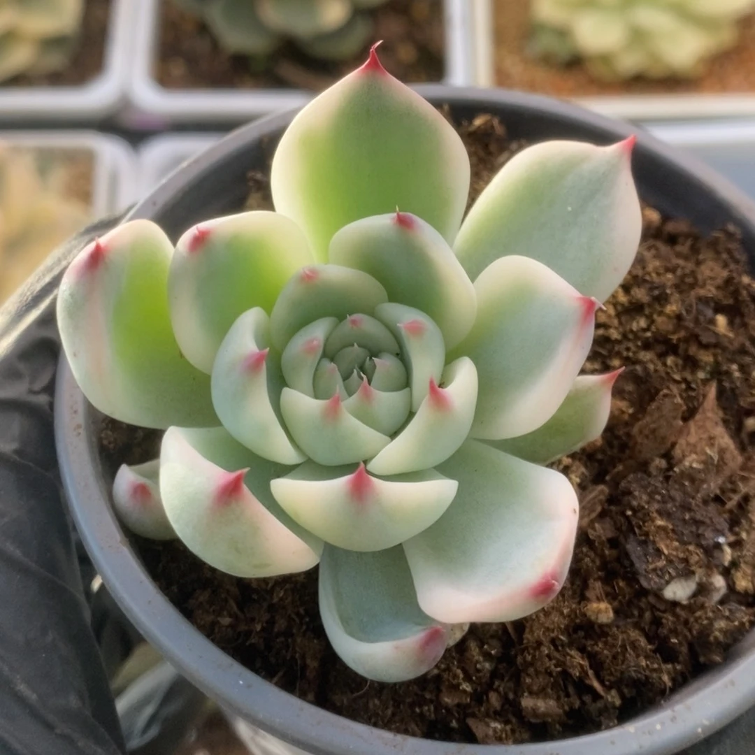 147锦锦锦锦锦锦锦锦