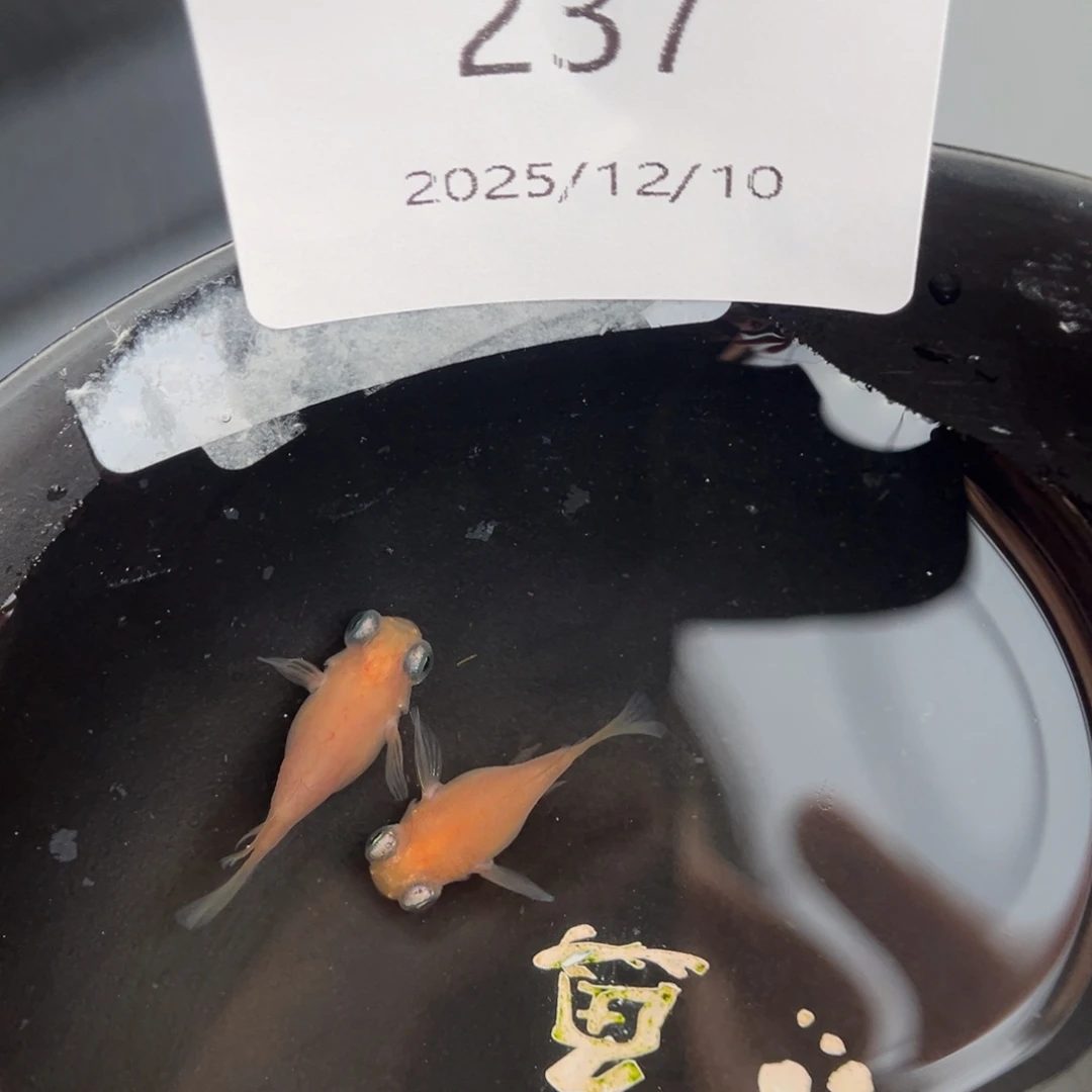 青鳉鱼237白出目球一对